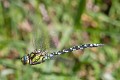 Aeshna cyanea in flight-2080